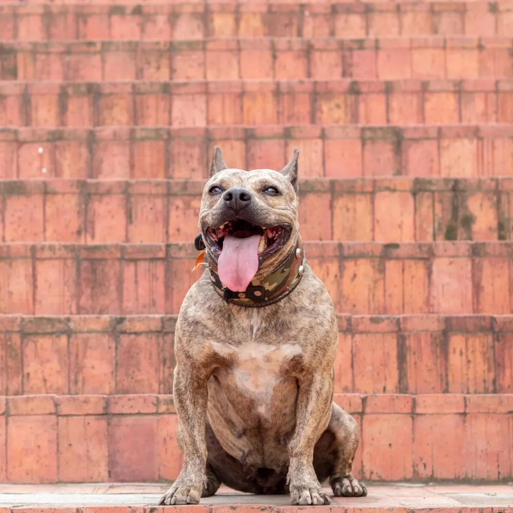 Pit Bull 04.webp